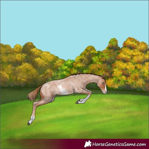 Horse Color:White Spotted Red Roan Splash Rabicano