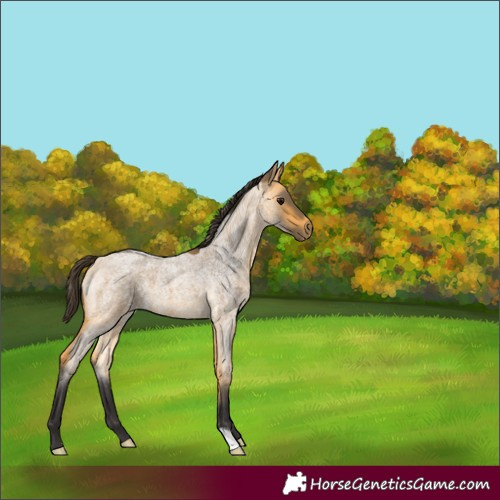 Horse Color:Buckskin Roan 