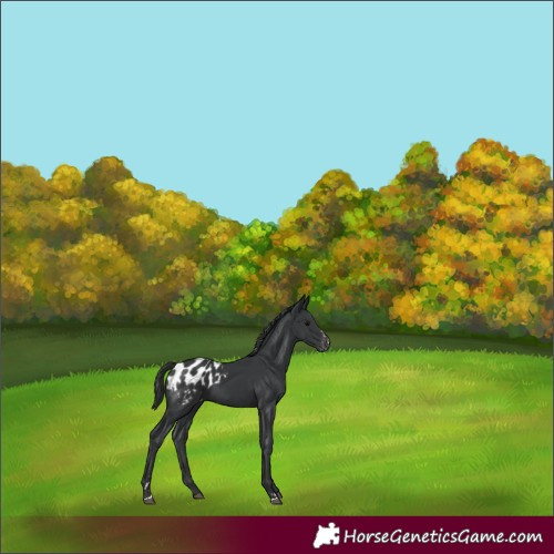 Horse Color:Black Appaloosa