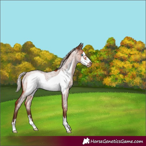 Horse Color:Silver Bay Roan Frame 