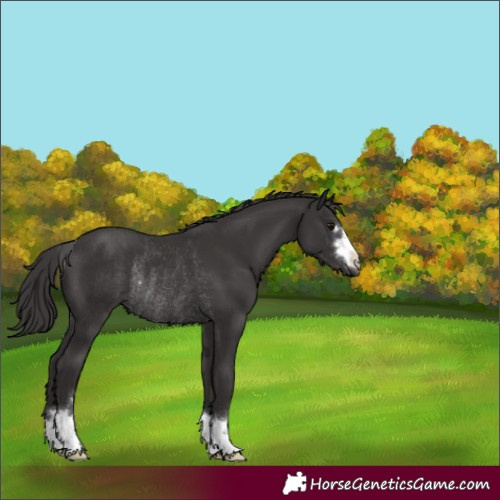 Horse Color:Smoky Black Rabicano