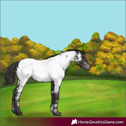 Horse Color:White Spotted Smoky Black Appaloosa Rabicano