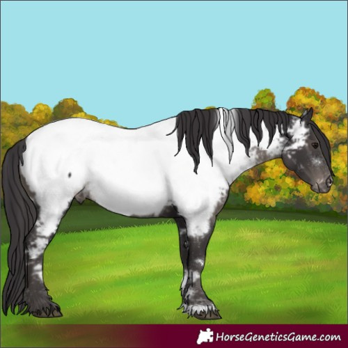 Horse Color:White Spotted Smoky Black Near Fewspot Rabicano 