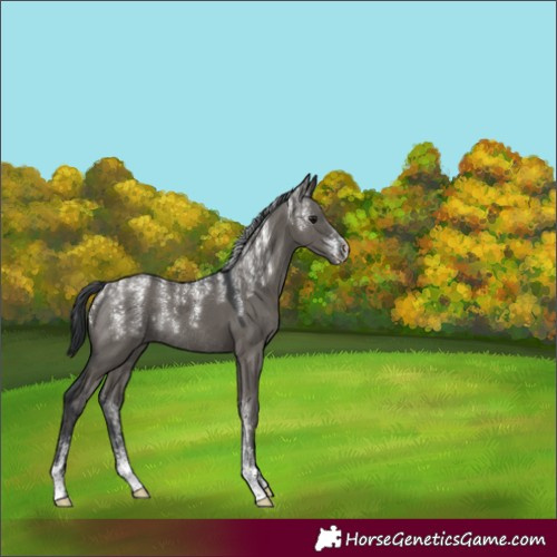 Horse Color:Powder White Grullo Rabicano 