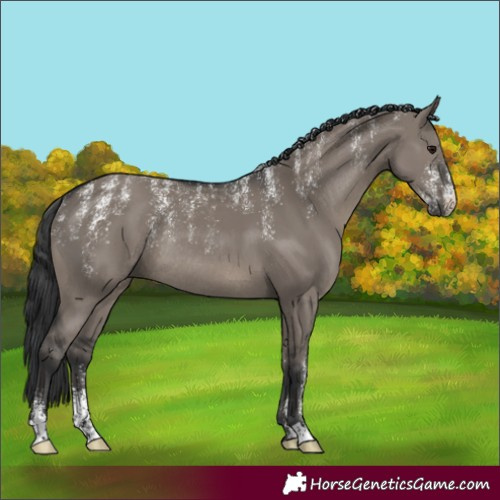 Horse Color:Powder White Grullo Rabicano 