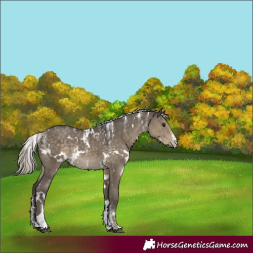 Horse Color:Powder White White Spotted Silver Smoky Grullo Rabicano 