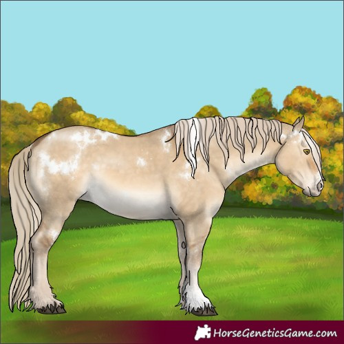 Horse Color:White Spotted Chocolate Palomino Dun Sabino Rabicano 