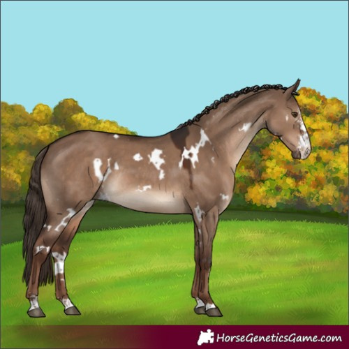 Horse Color:White Spotted Liver Red Dun Sabino Rabicano
