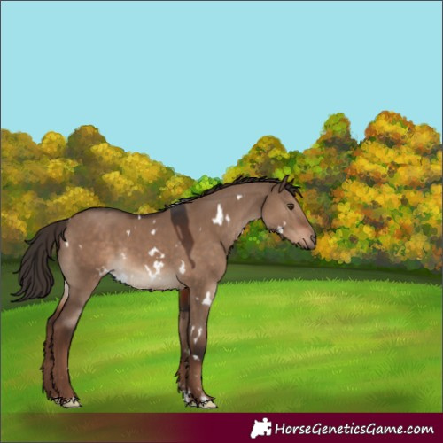 Horse Color:White Spotted Liver Red Dun Rabicano 