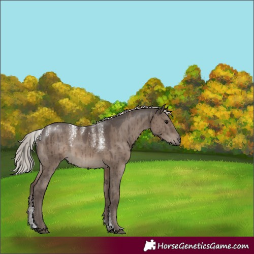 Horse Color:Powder White Silver Grullo Rabicano Brindle