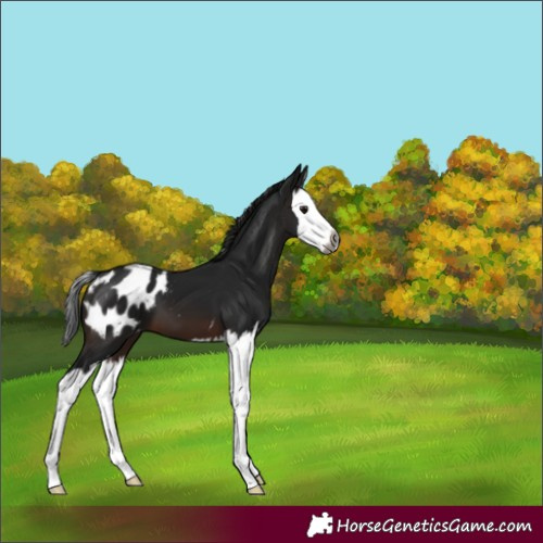 Horse Color:Gray Brown Splash Appaloosa
