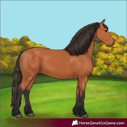 Horse Color:Bay 