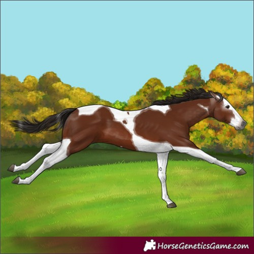 Horse Color:Gray Bay Splash Tobiano 