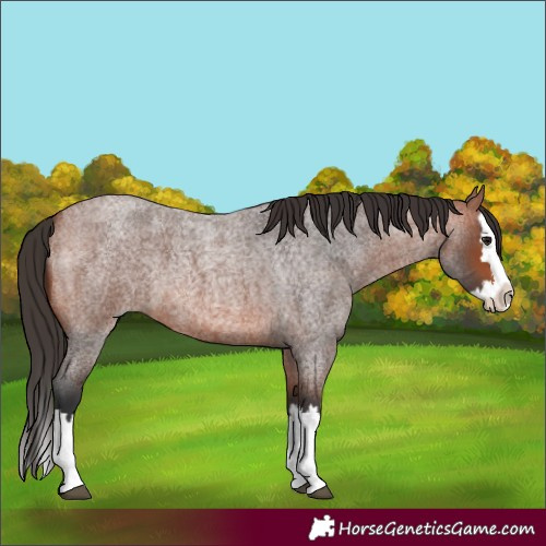 Horse Color:Bay Roan Splash