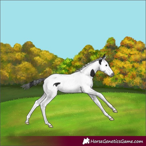 Horse Color:Gray Black Splash Tobiano