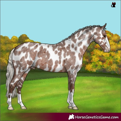 Horse Color:Silver Blue Roan Near Leopard 