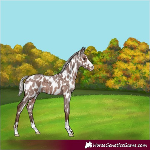Horse Color:Silver Blue Roan Appaloosa 