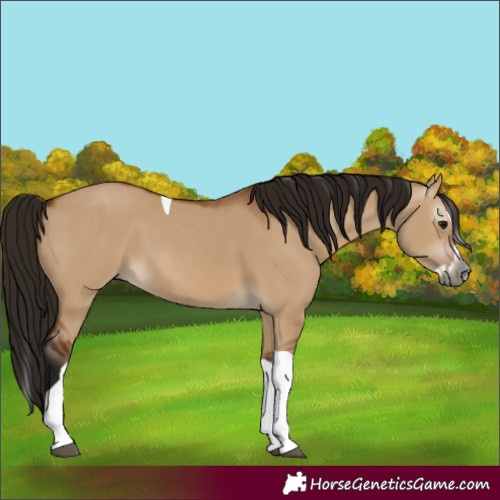 Horse Color:Gray Bay Dun Splash Tobiano 