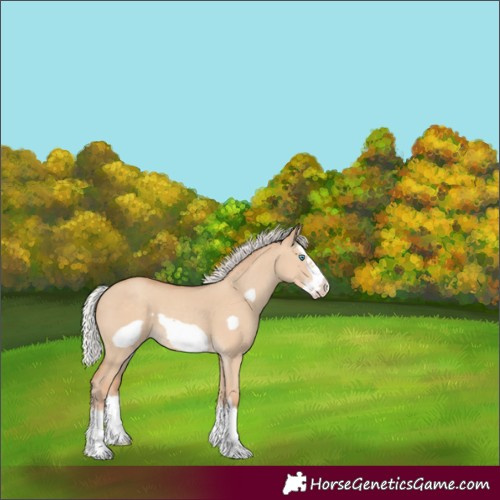 Horse Color:Silver Classic Champagne Dun Splash Frame 