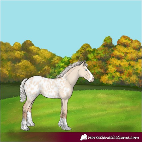Horse Color:Silver Classic Champagne Dun Splash Frame Appaloosa 