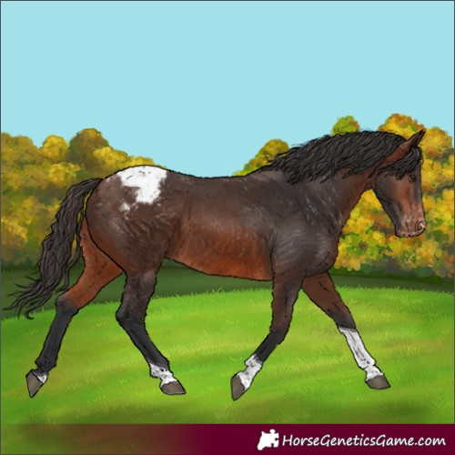 Horse Color:Brown Tobiano Varnish