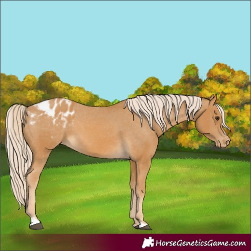 Horse Color:Palomino Appaloosa
