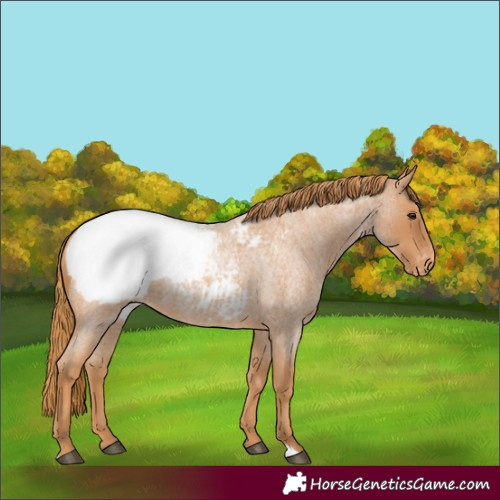 Horse Color:Red Roan Appaloosa