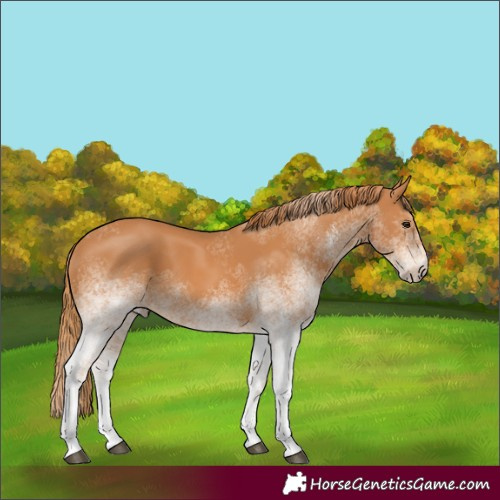 Horse Color:White Spotted Chestnut