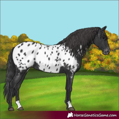 Horse Color:Black Appaloosa Rabicano