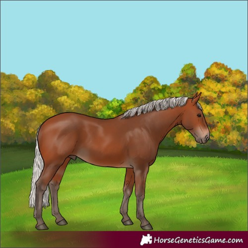 Horse Color:Silver Bay
