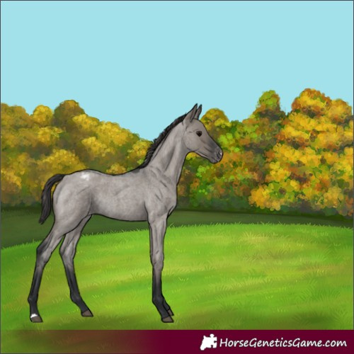 Horse Color:Grullo Roan Appaloosa Rabicano
