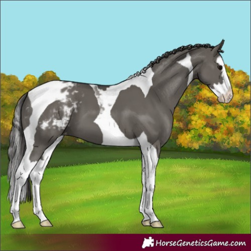 Horse Color:Grullo Splash Tobiano Varnish 