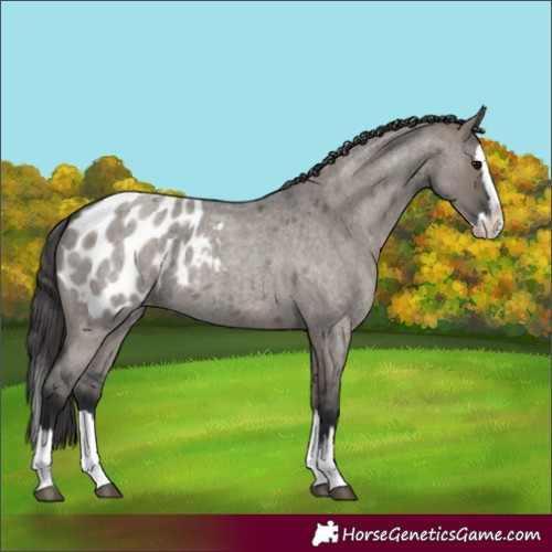Horse Color:Grullo Roan Splash Blanket Rabicano