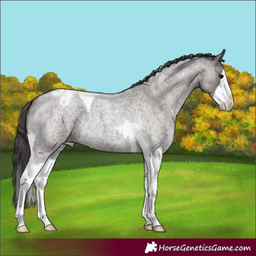 Horse Color:Grullo Roan Splash Tobiano Varnish Rabicano