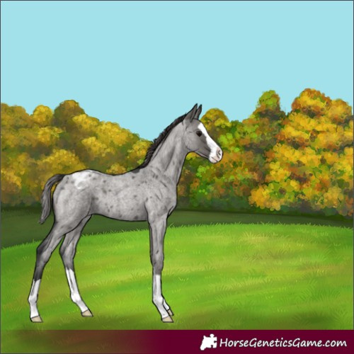 Horse Color:Grullo Roan Splash Appaloosa Rabicano 