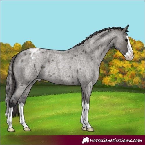 Horse Color:Grullo Roan Splash Blanket Rabicano 