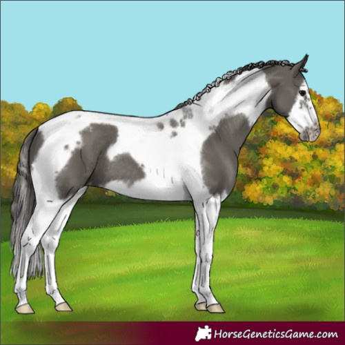 Horse Color:Grullo Splash Tobiano Frame Blanket Rabicano