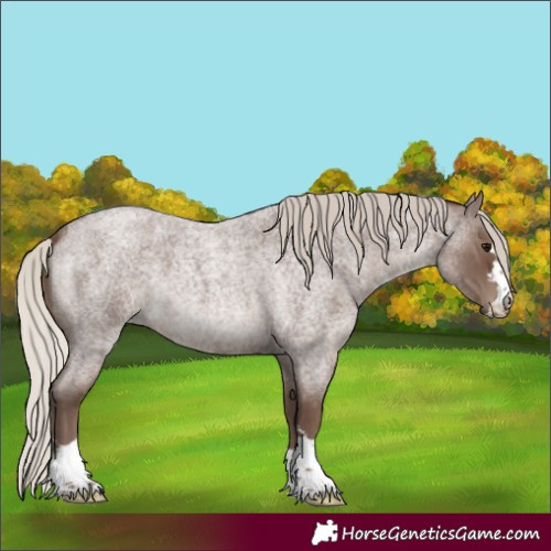Horse Color:Silver Blue Roan 