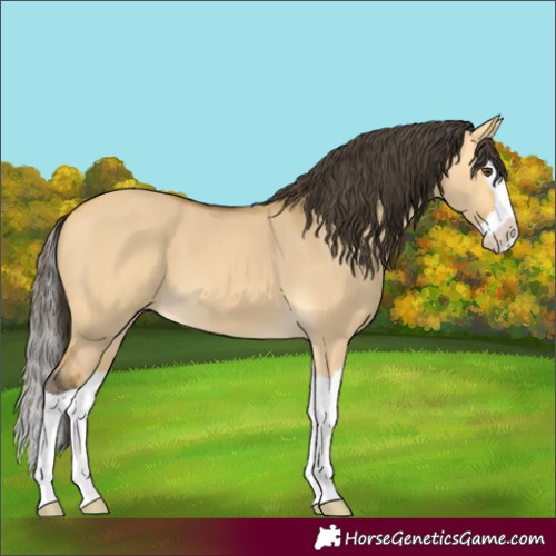 Horse Color:Buckskin Dun Splash