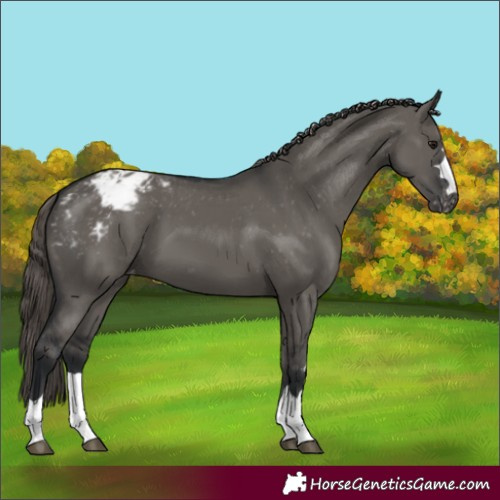 Horse Color:Grullo Appaloosa 