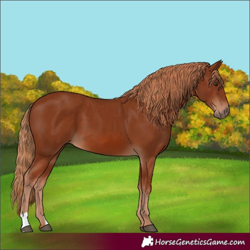 Horse Color:Chestnut 