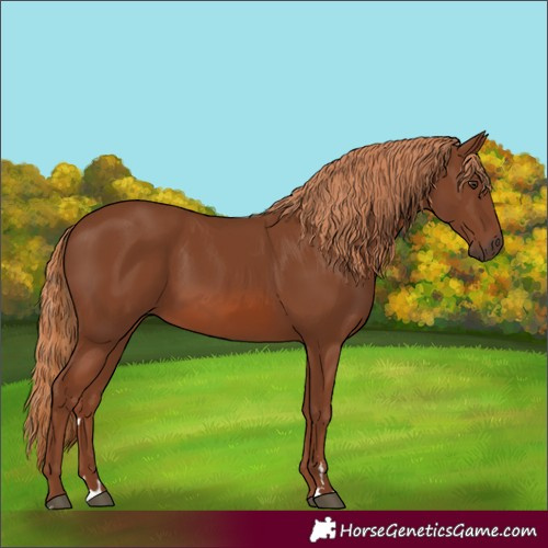 Horse Color:Chestnut 