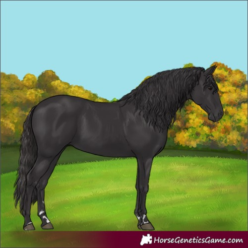 Horse Color:Smoky Black 