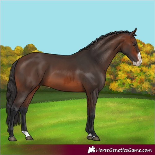 Horse Color:Brown Rabicano  and Brown Splash Rabicano 