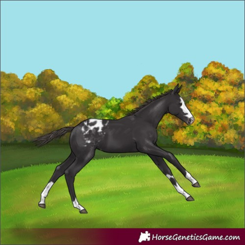 Horse Color:Smoky Black Blanket 