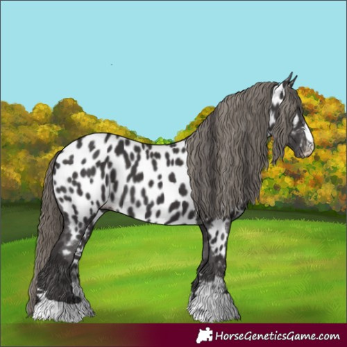 Horse Color:Smoky Black Near Leopard