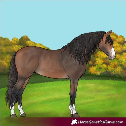 Horse Color:Unknown 