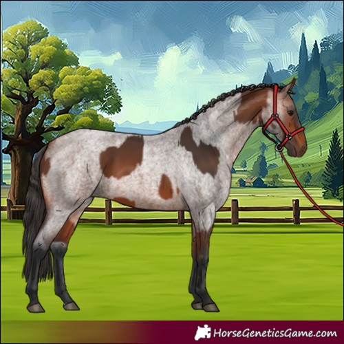 Horse Color:Bay Rabicano and Bay Roan Rabicano
