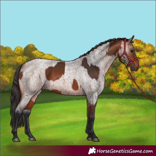 Horse Color:Bay Rabicano  and Bay Roan Rabicano 