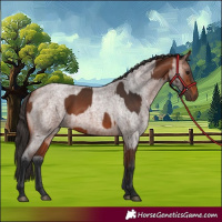 Horse Color:Bay Rabicano  and Bay Roan Rabicano 
